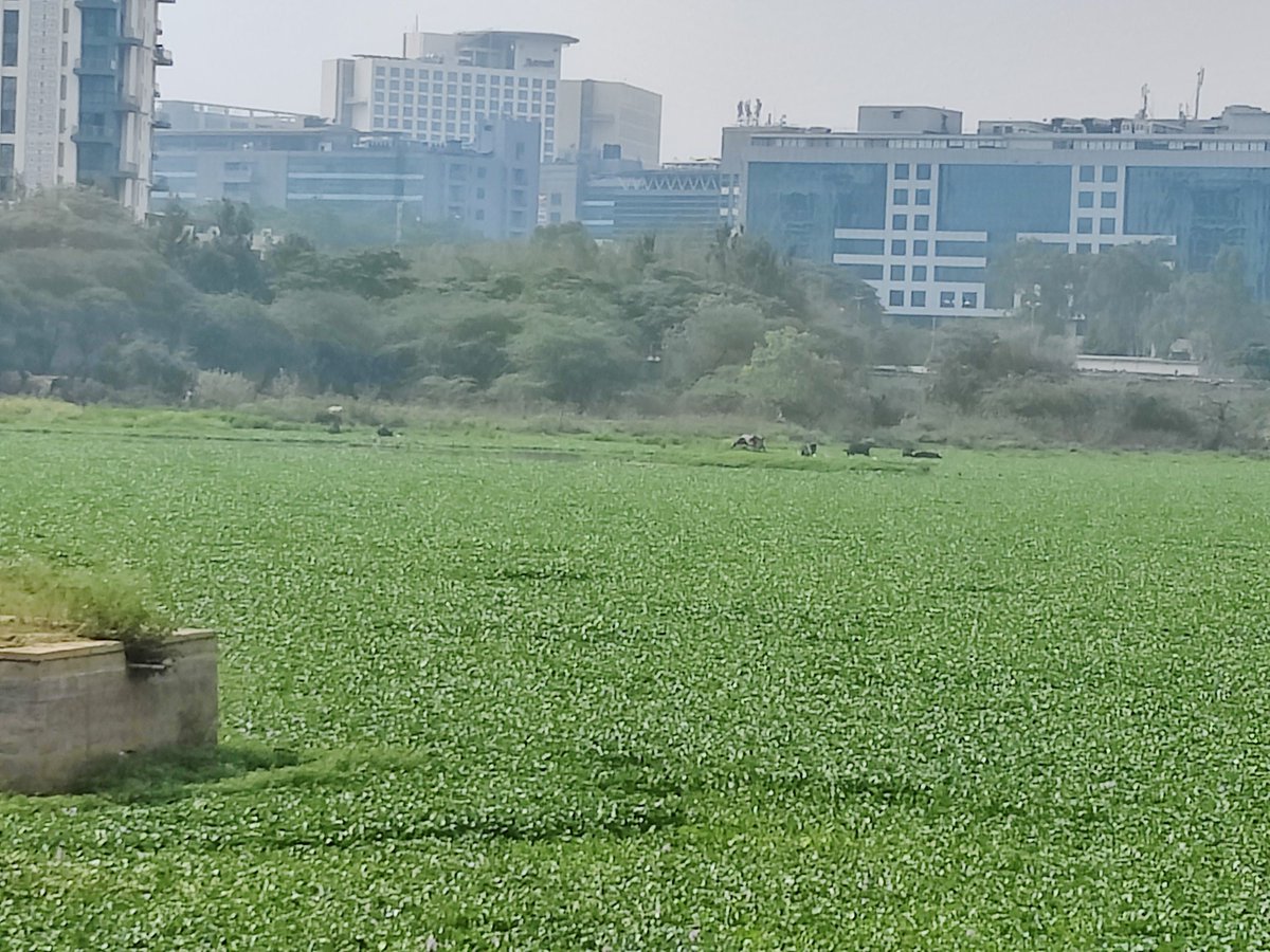 svashisht's tweet image. #hoodilake
Lake is fully covered now. Within a month it has been turned from Lake to a green mess. Aquatic life is in dire state as complete sunlight is been cut off. If something is not done urgently this lake will die soon. Not sure will this be done by #bbmp or #te