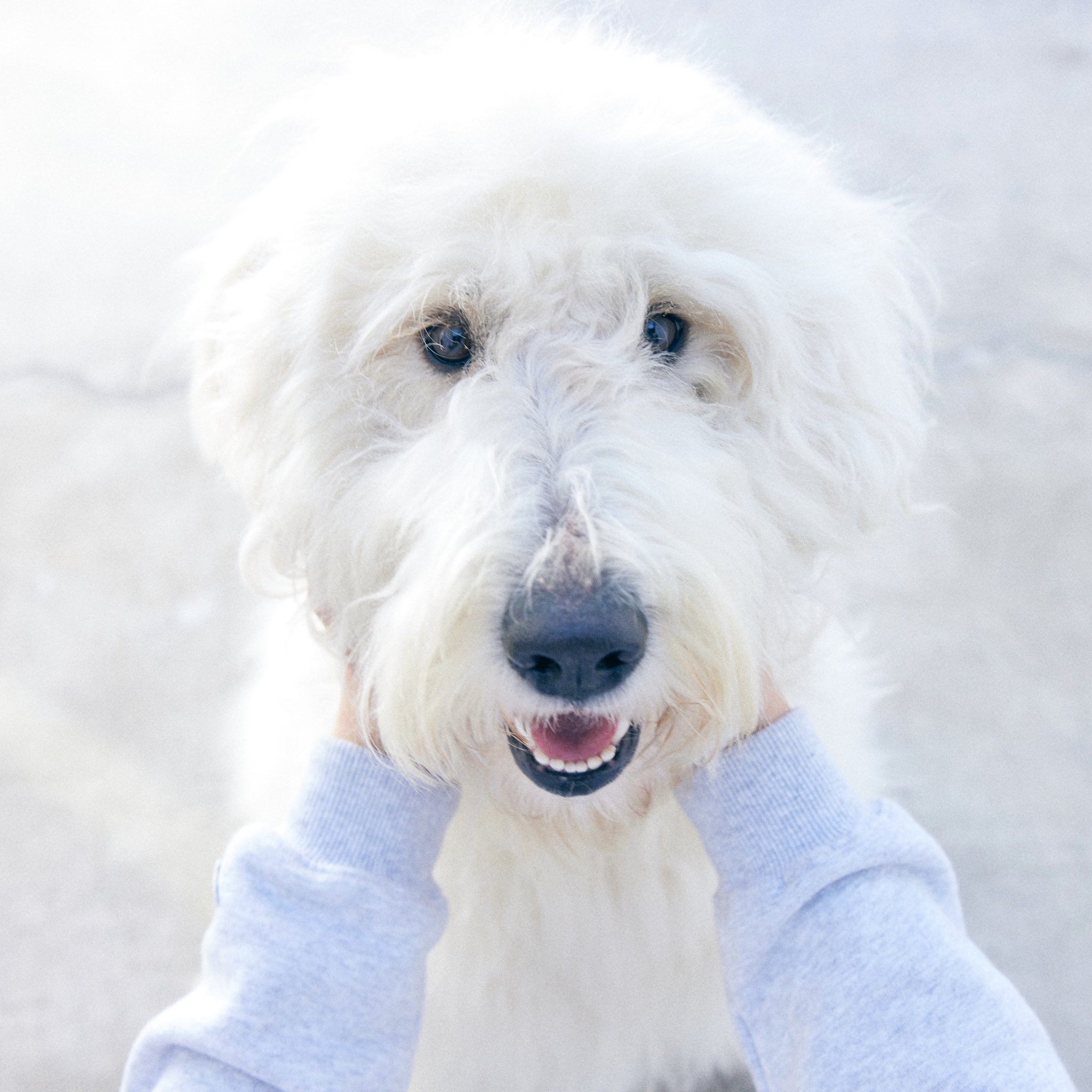 映画 ハウ 公式 ʚʚ 𝗖𝗛𝗔𝗥𝗔𝗖𝗧𝗘𝗥 ɞɞ ハウ 俳優犬 ベック V 心優しい ワンと鳴けない犬 飼い主は田中圭 田中圭 映画 ハウ 映画ハウ 小説ハウ ハウプロジェクト いぬ 映画 ハウ 公式 ʚʚ 𝗖𝗛𝗔𝗥𝗔𝗖𝗧𝗘𝗥 ɞɞ ハウ 俳優犬 ベック V 心優しい ワンと鳴けない犬 飼い主は田中圭 田中圭 映画 ハウ 映画ハウ 小説ハウ ハウプロジェクト いぬ