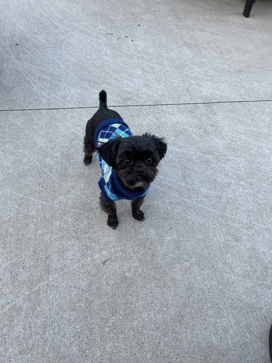 CStamp44's tweet image. This little turd is notorious for this! #DogParentProblems 🤦🏻‍♀️