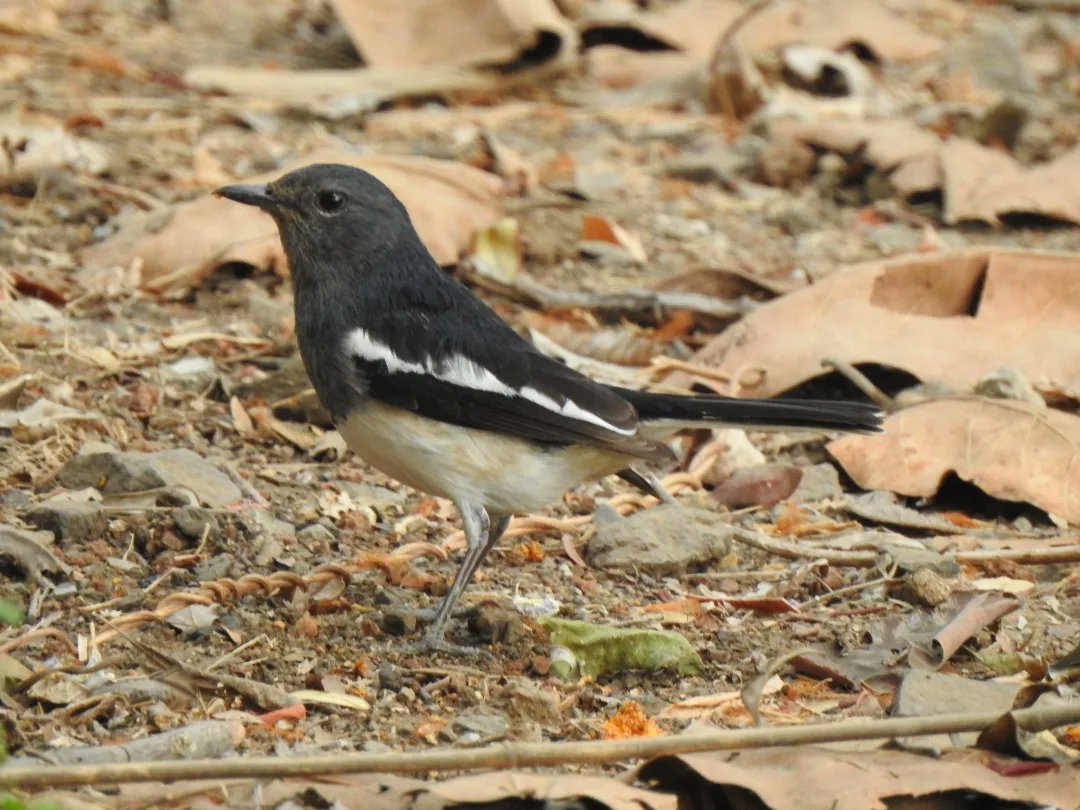 mnpsdharavi's tweet photo. Maharashtra Nature Park is hotspot of biodiversity. Today we have sighted 11 birds species during Bird watching trail.
PC: @11niti1991
#magpierobin #robinbird #goldenoriole #blackkite #parakeet #koel #nightheron #kingfisher #bulbul #coppersmithbarbet
#mumabi #mumbaibirds https://t.co/jLProyw9kT