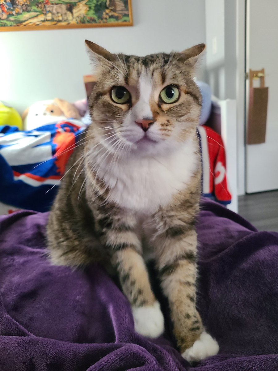 Foosha_Art's tweet photo. One of my cats has decided that tn was the night she acknowledges the existence of the cat tree and the toy stuck to it. The night mom and dad were diagnosed with covid and just wanna sleep.
 
I want to kill this bitch, but I would also die for this bitch? 
(Pic cuz she cute) https://t.co/OhSFNwbbdf