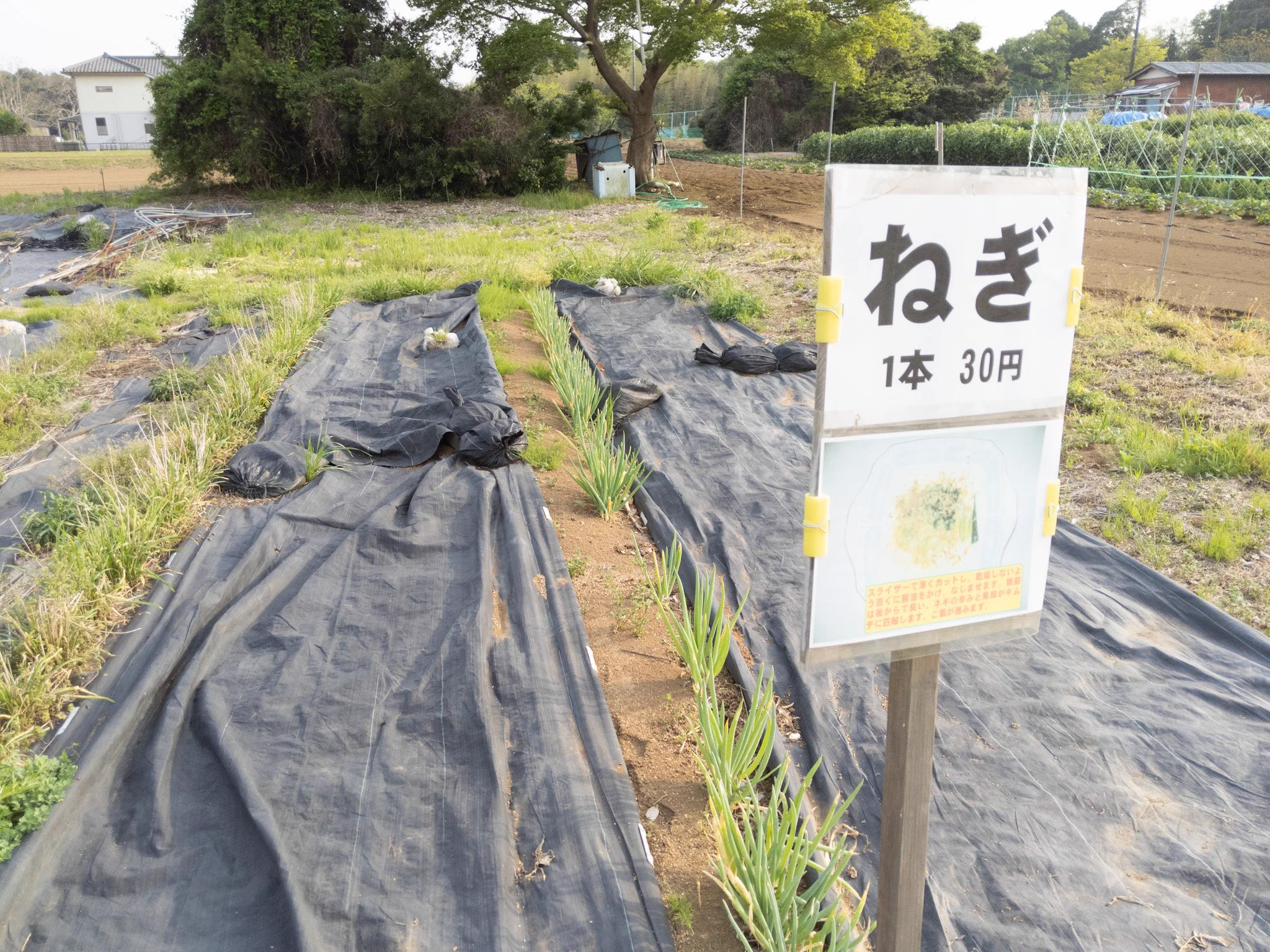 自分で収穫、自分で会計！販売方法が斬新な無人野菜販売所。