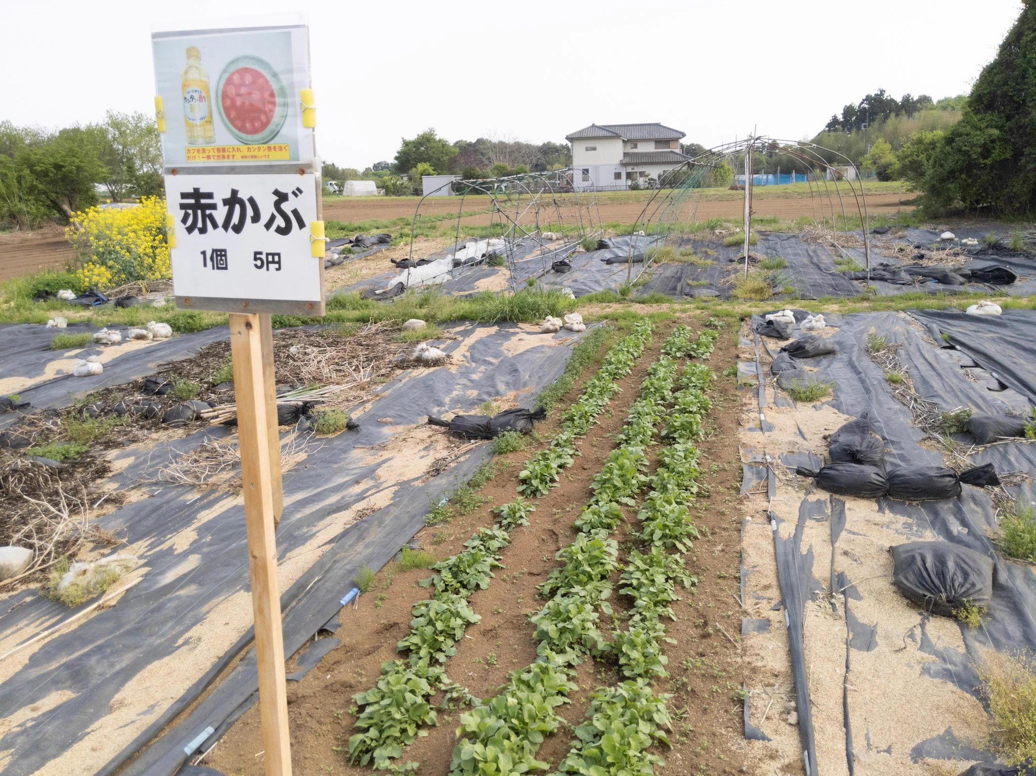 自分で収穫、自分で会計！販売方法が斬新な無人野菜販売所。