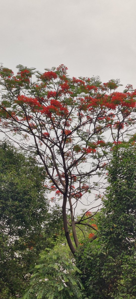 ashokumar100's tweet photo. Magic in office campus #NTIPRIT https://t.co/o0CYwTkNOJ