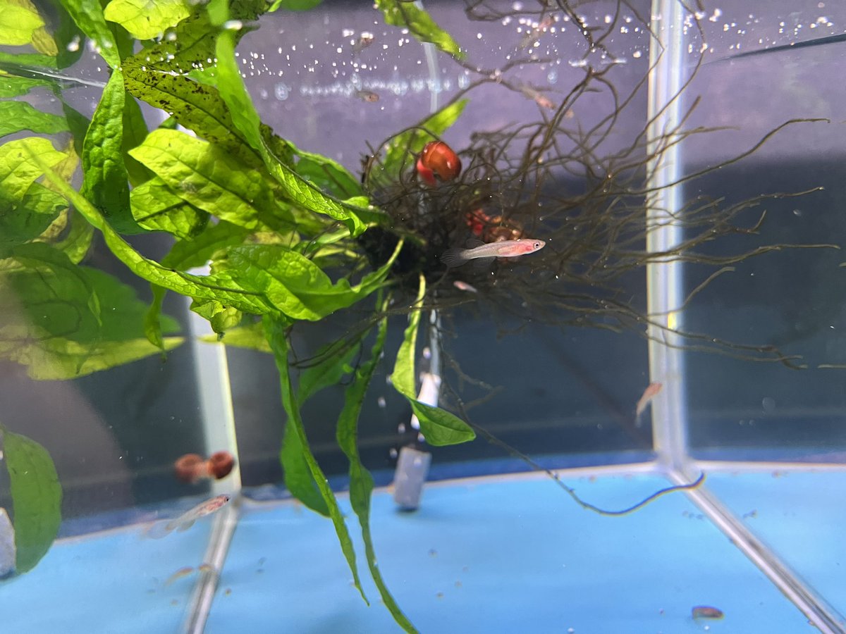 AdamasFormosus's tweet photo. 【Aphyosemion australe】

アフィオセミオンの稚魚が大きくなってきた！

#Aphyosemion  #australe 
#卵生メダカ　　#killifish
#アクアリウム　#熱帯魚 https://t.co/dPmLnEjuI3