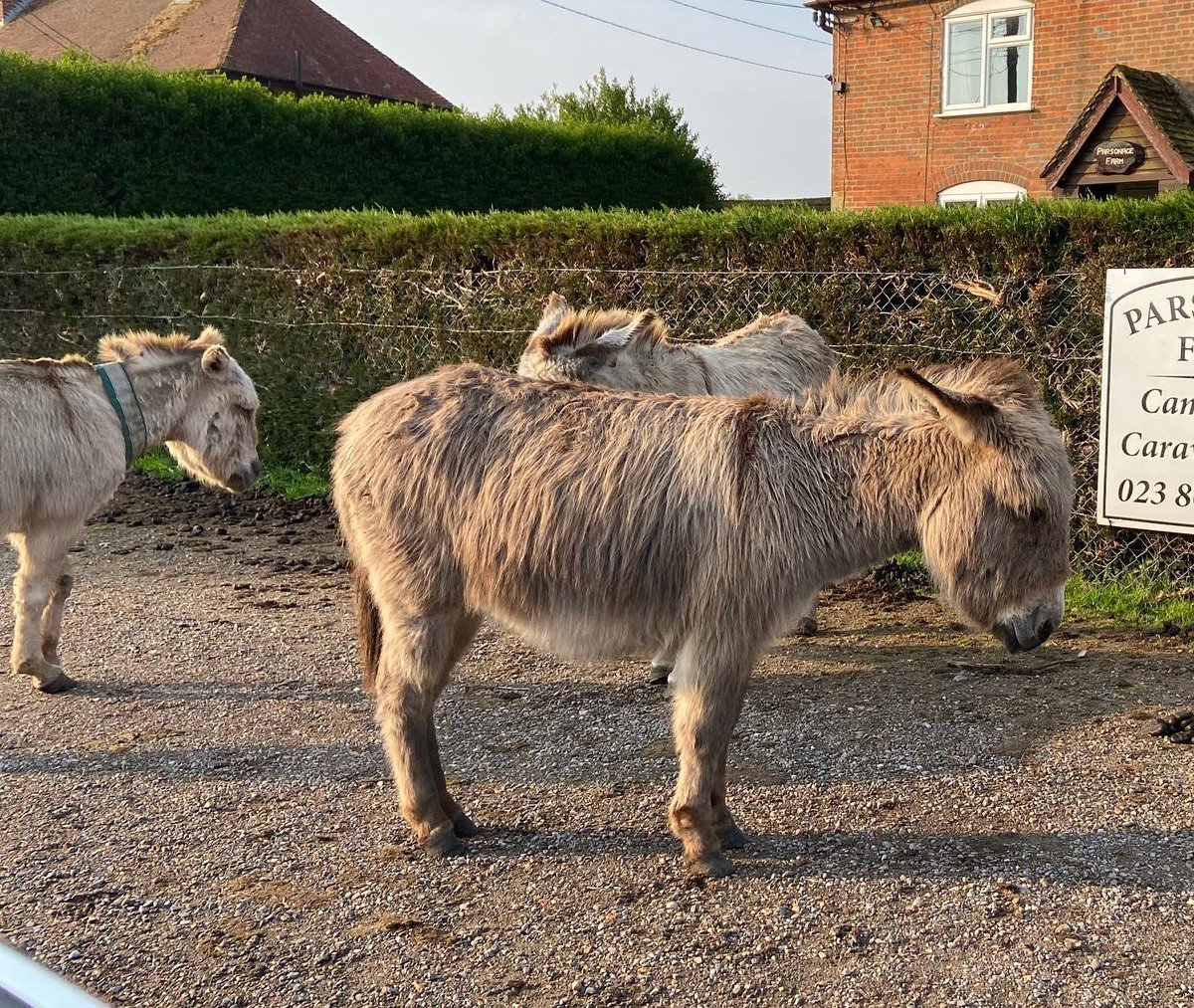 Go slow for donkeys! 🐴⛔️ So nice to see these fellows in the early morning sunshine ☀️ 
.
.
#property #newforest #lymington #propertyexperts #estateagent #newhome #movinghouse #newforestproperty #countrylife #goslowforwildlife #donkeys
