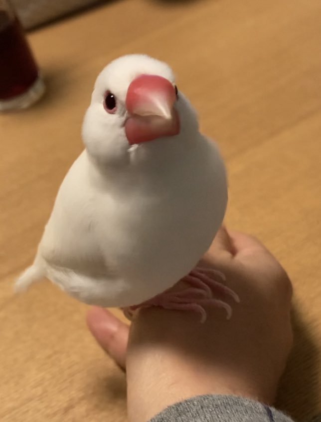 VARMON2's tweet photo. わしのめごこ　#文鳥　#文ちゃん https://t.co/OPMOpi03n1