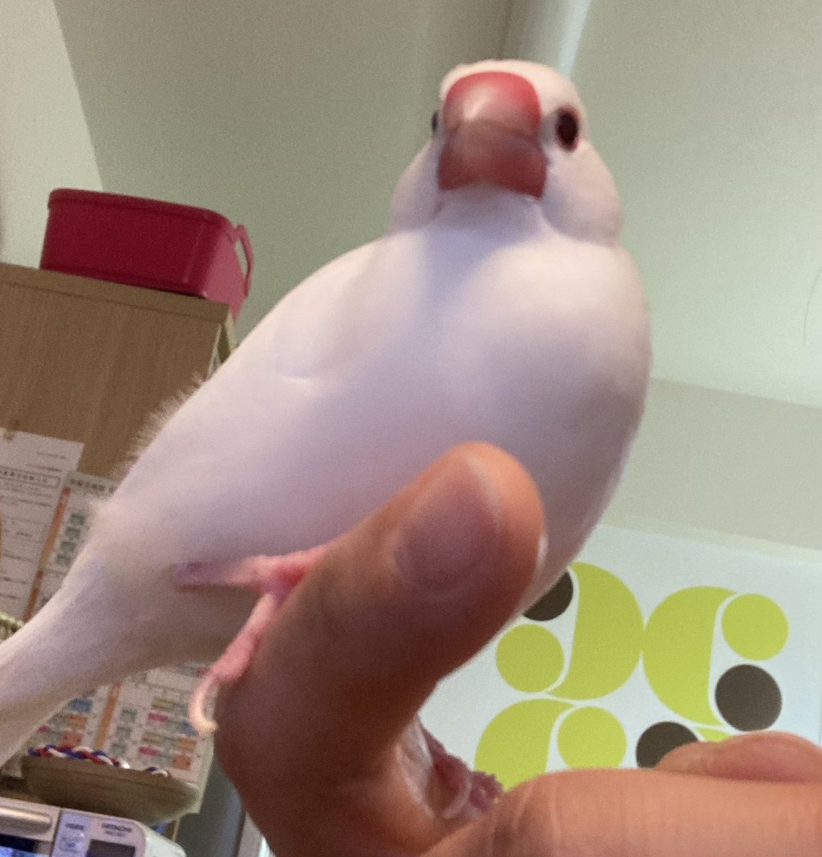 VARMON2's tweet photo. わしのめごこ　#文鳥　#文ちゃん https://t.co/OPMOpi03n1