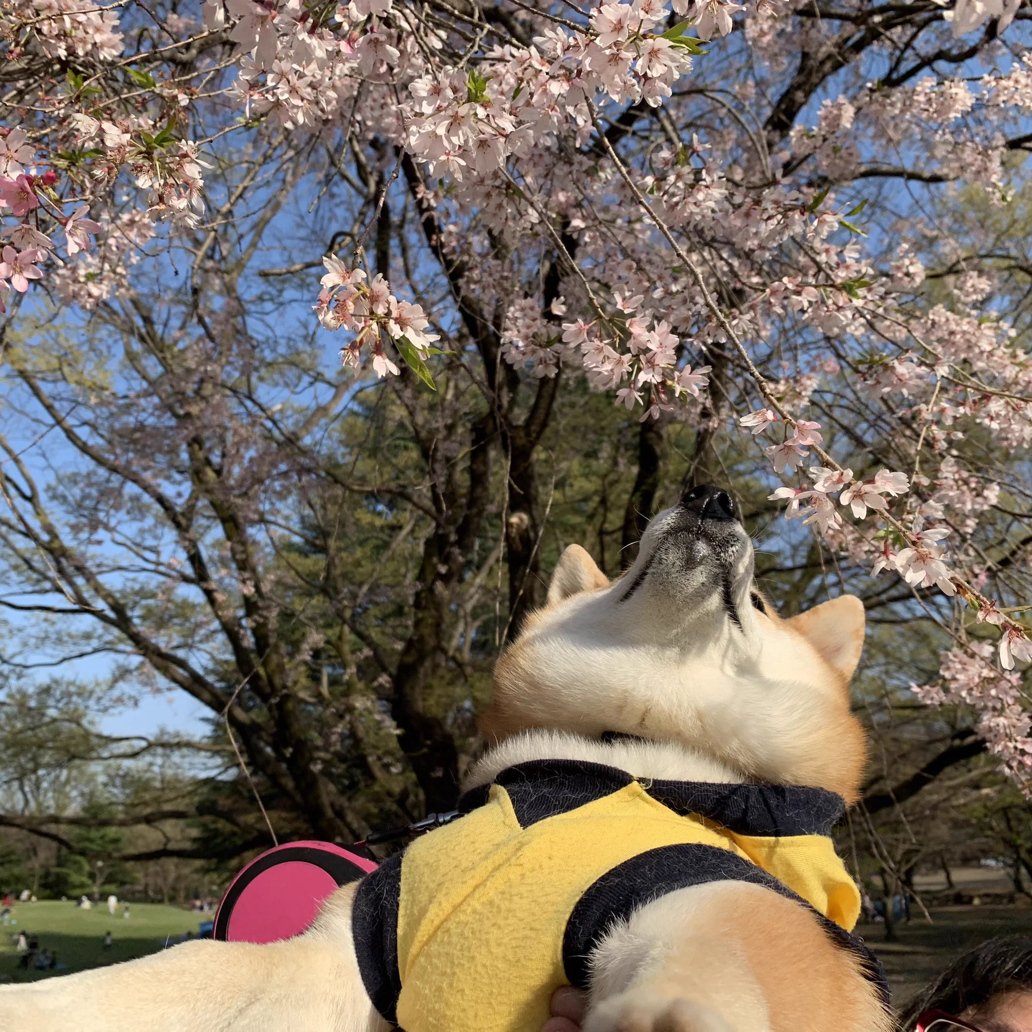 @K5dbZRmjNe77i5r このあるあるが分かりすぎます(´༎ຶД༎ຶ`)。
桜の季節に撮ろうとしても、これです…😭
※肝心な所で動くの構図 