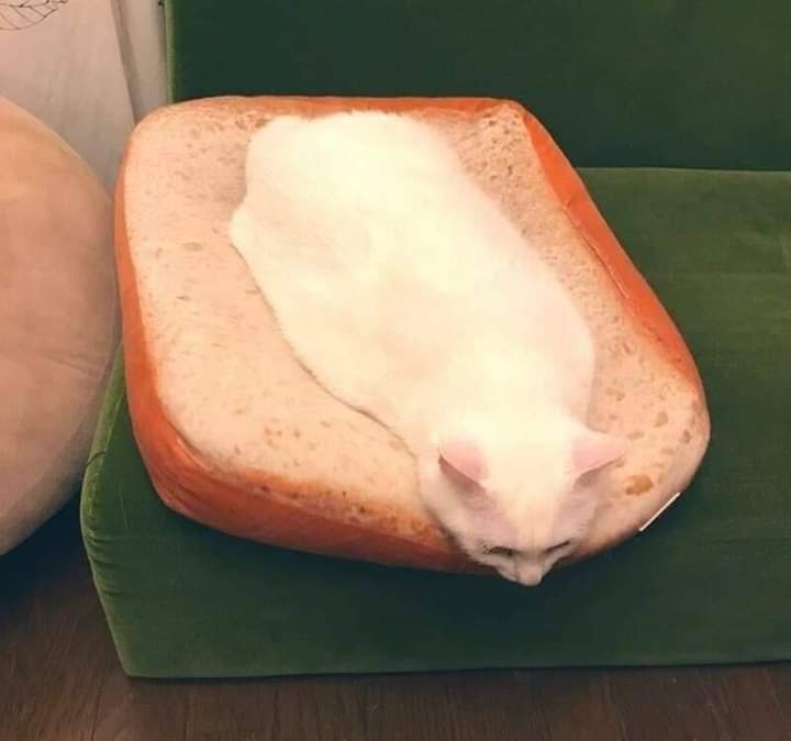 cats being weird little guys 👅 (@weirdlilguys) on Twitter photo 
