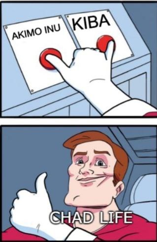 KibaGuy's tweet photo. #KIBAKREW #KIBA $KIBA @AkimoInu 🤣🤣 even more true considering kiba dev called #akimo https://t.co/PJouR5mzuK