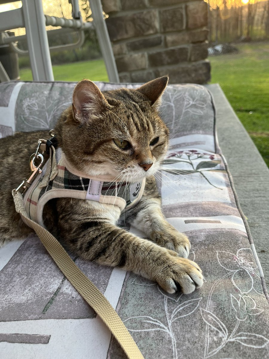 Ma2adams's tweet photo. Callie and @BettyVersus got to enjoy the evening outside https://t.co/pvKuFE1xfx