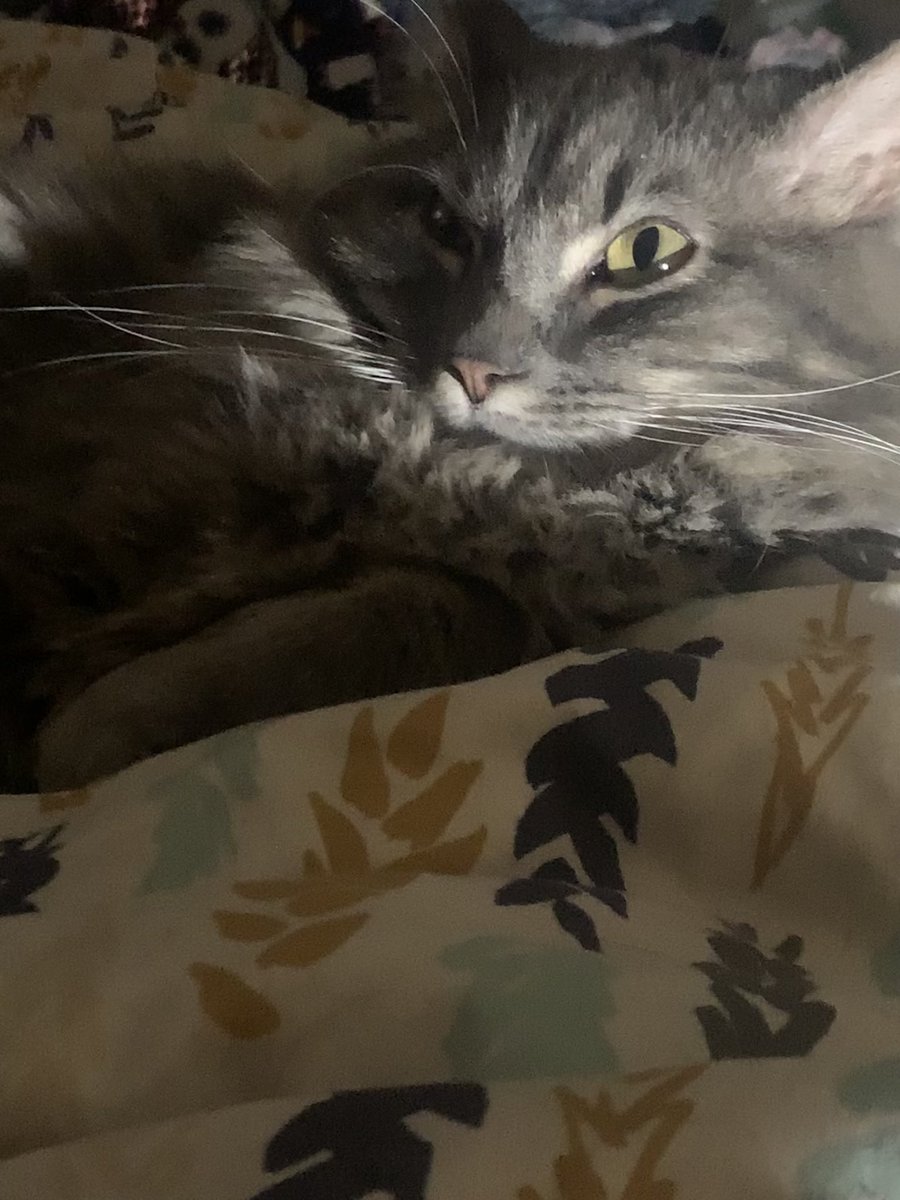 I relate to this cat on so many levels. But this is just the funniest pic I’ve taken of her and that’s saying something because she is a full fledged crackhead😂