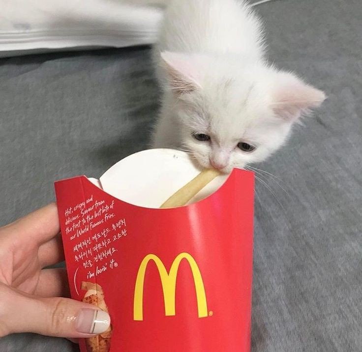 cats being weird little guys 👅 (@weirdlilguys) on Twitter photo 
