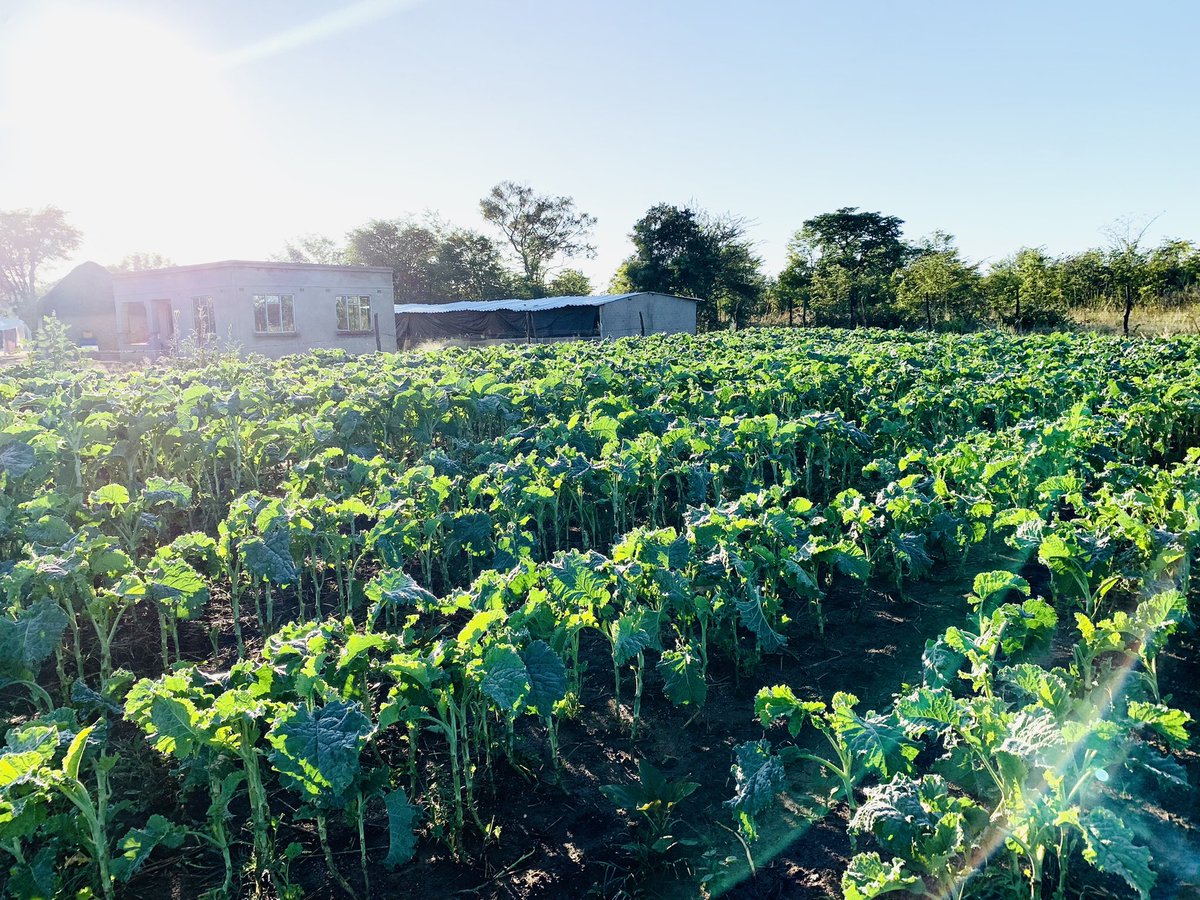 terrymap1's tweet image. The Covo field is smiling today😊😊. Good morning from The Village.