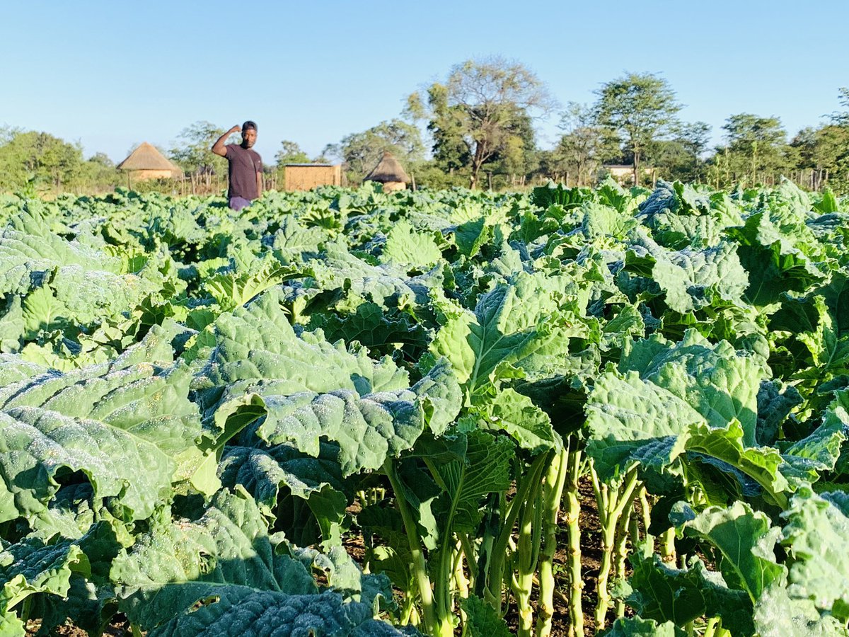 terrymap1's tweet image. The Covo field is smiling today😊😊. Good morning from The Village.