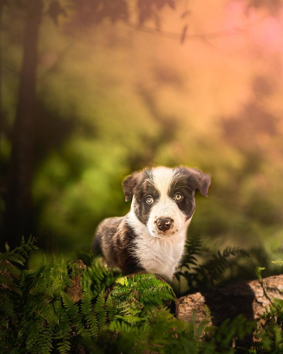 Courtraits tweet media