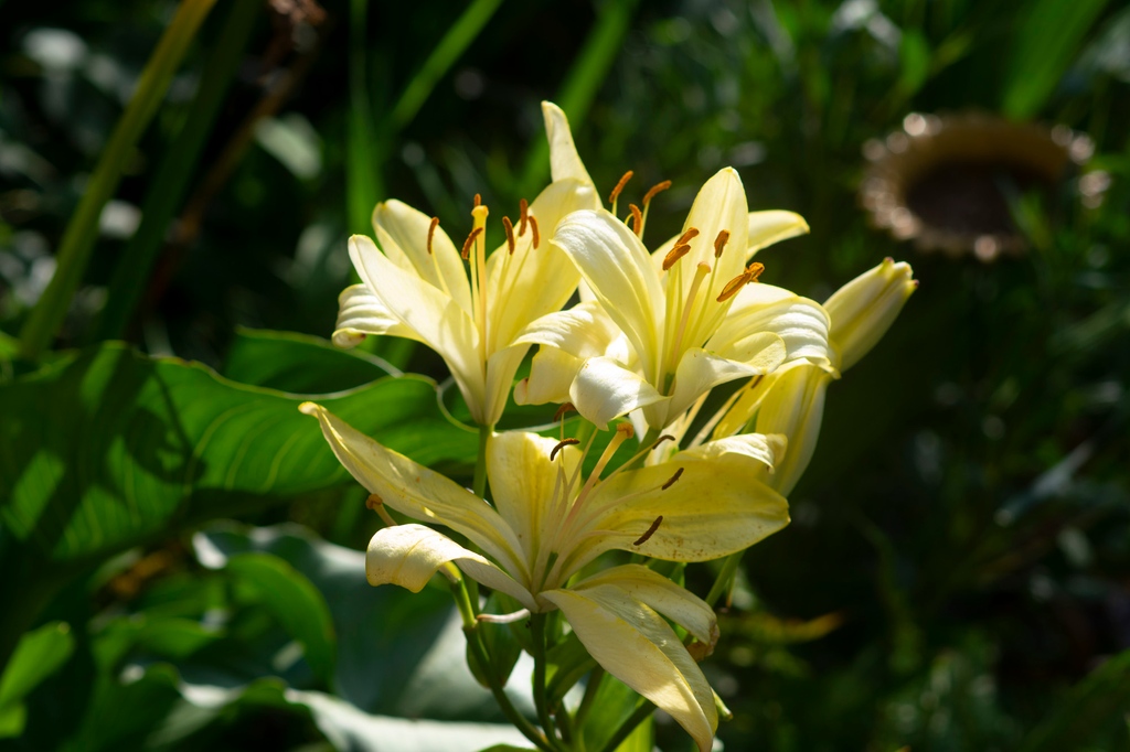 50% off Lilies

Our End of Season sale is here! 

See our website for 50% off ALL bulbs and plants