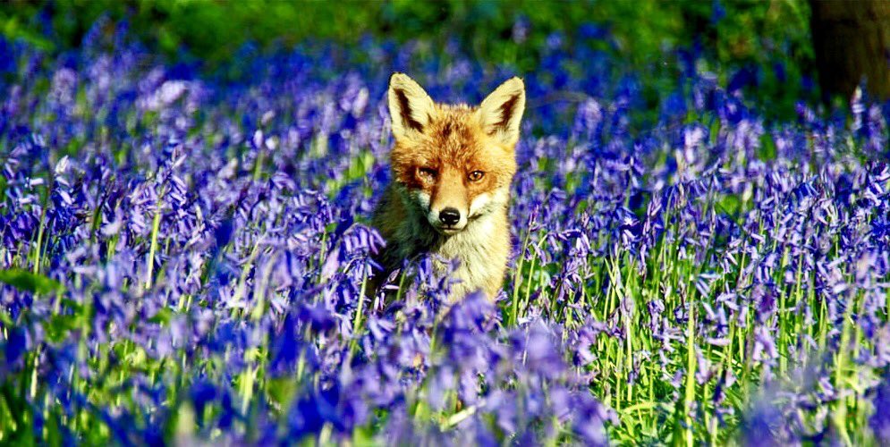 "Observe the bluebells, an army with banners, sweeping steadily over the hill, instead of popping up and down in their own reservation; in a little while they will be through the lych-gate and into the garden, and who is to stop them?" ~A.A.Milne #sundayvibes #bluebells