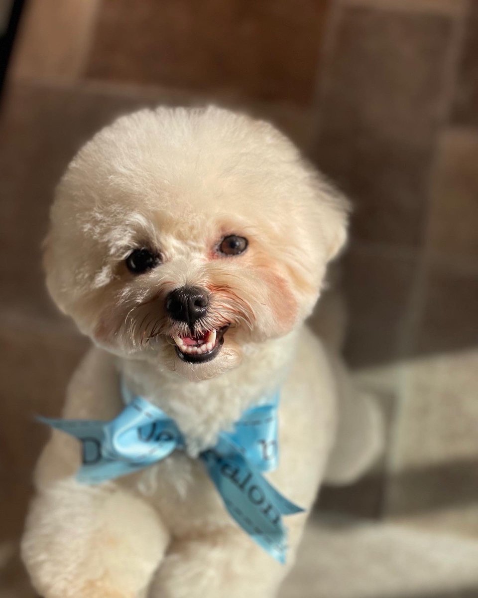 rintaro_asari's tweet photo. 犬のInstagram始めたので皆さんフォローしてね♡

https://t.co/xbWKDPfrPY https://t.co/swW4ITokPh
