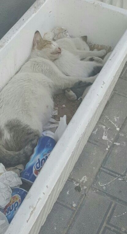 catswithnohope's tweet photo. These cats live on the streets &amp; struggle to find food &amp;water, they are in danger from people &amp;dogs, if they make it to age 1 they are lucky, the hurt &amp; sick have no chance Help me help them, one by one the disabled will be transfered to Tweetys Haven.
https://t.co/2EVfTKwyrn https://t.co/ylFZ4EzXHU