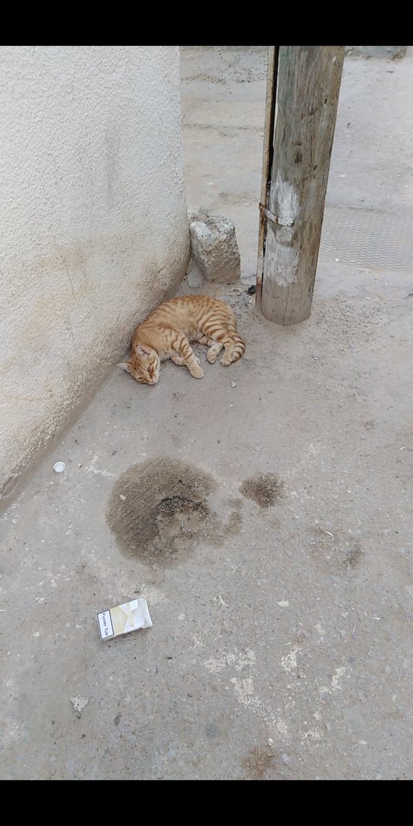 catswithnohope's tweet photo. These cats live on the streets &amp; struggle to find food &amp;water, they are in danger from people &amp;dogs, if they make it to age 1 they are lucky, the hurt &amp; sick have no chance Help me help them, one by one the disabled will be transfered to Tweetys Haven.
https://t.co/2EVfTKwyrn https://t.co/ylFZ4EzXHU
