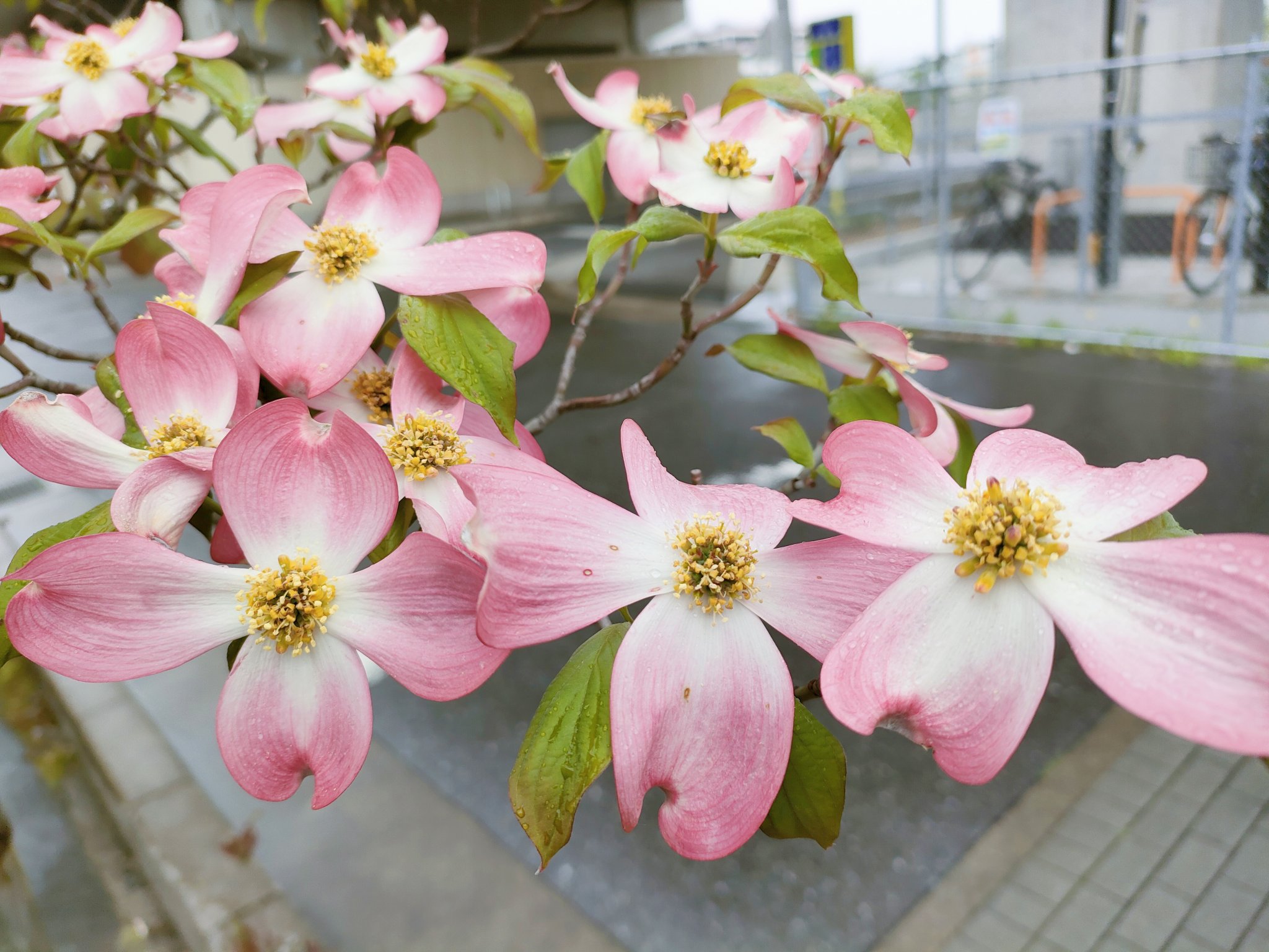Happyakk いつもと違う道を通ったらピンク色のハナミズキ咲いてました かわゆい ハナミズキ 花好きな人と繋がりたい 写真好きな人と繋がりたい スマホ写真 キリトリセカイ T Co Kklnylpbjb Twitter