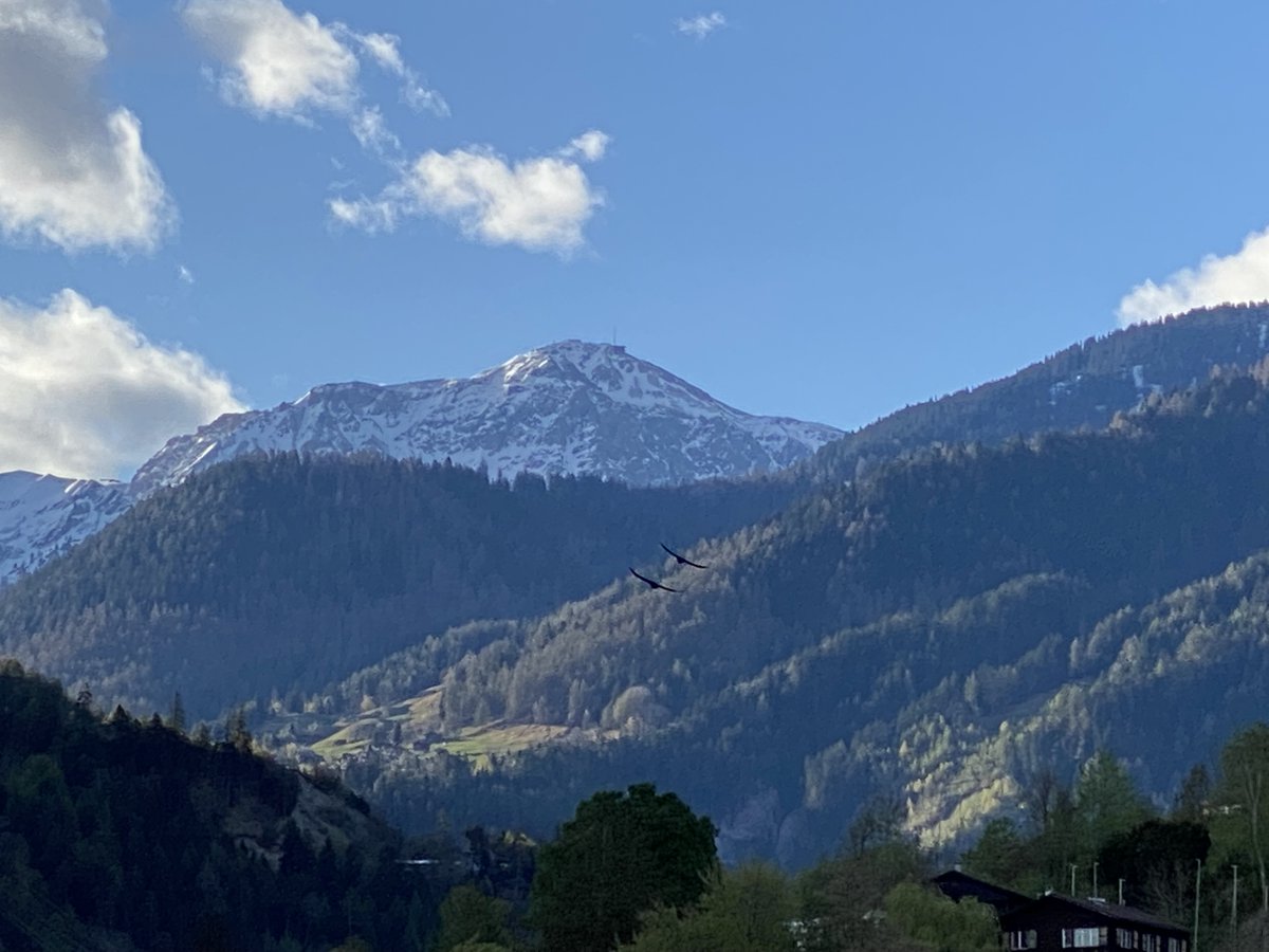 dimschu's tweet photo. Erste Sonnenstrahlen im #schanfigg - Die Raben geniessen den gemeinsamen morgendlichen Ausflug. https://t.co/dXbydekD7x