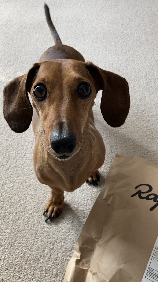 Daddy gots a delivwuuuury and I’s open it! #Dachshund