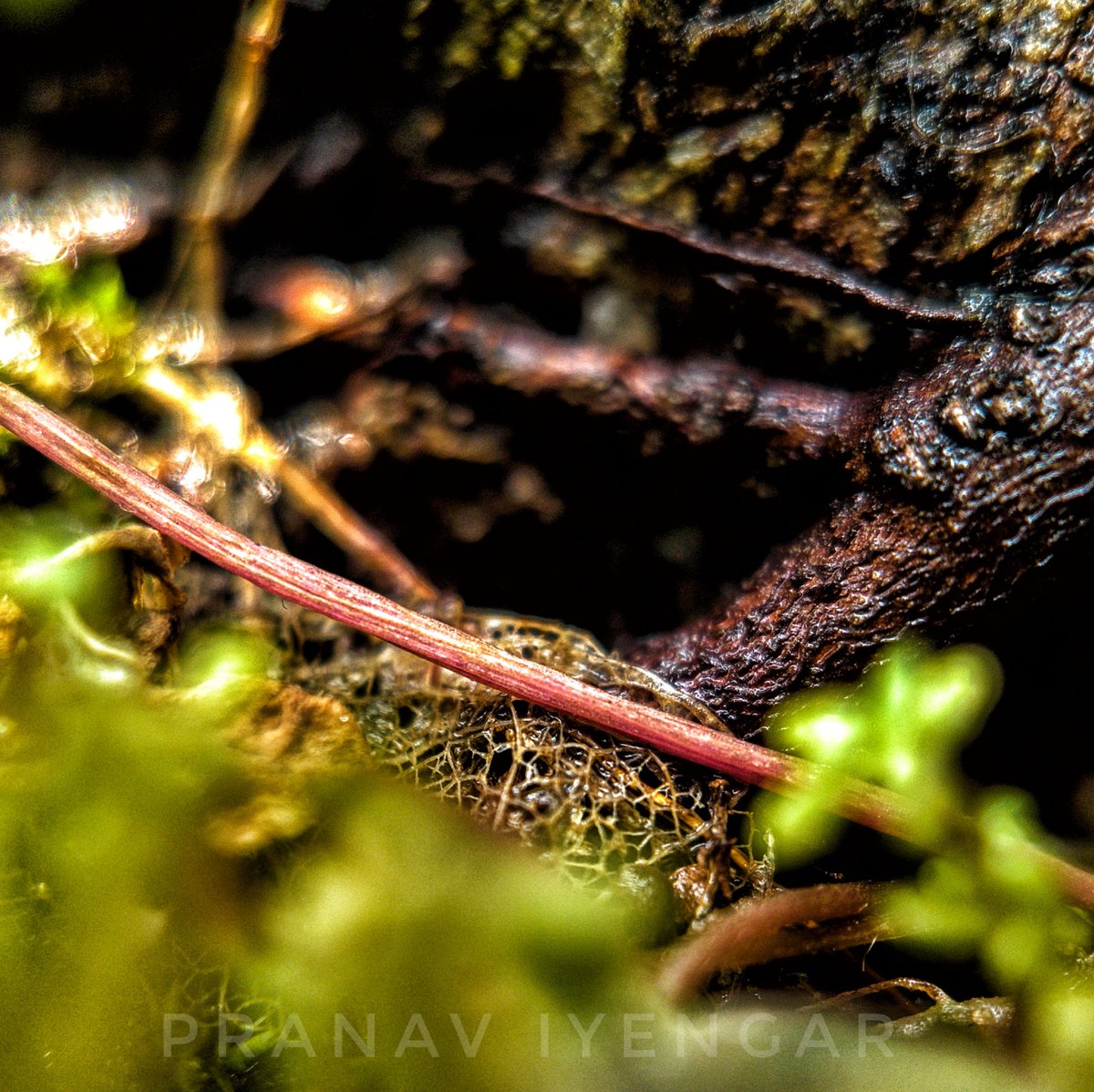 IyengarPranava's tweet photo. A lot is happening on the level of soil, We fail to pay attention. We have failed to pay attention to the fact that we are made of Soil, what we eat is made of Soil... It's time we realise it.. @cpsavesoil
#rootedinsoil
#macrophotography
#savesoil #shotonmonent #shotononeplus https://t.co/WNv0Ucbro5