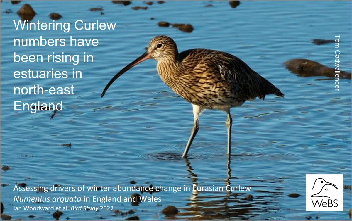 Some estuaries in eastern England - especially in the NE - have seen increases in #Curlew numbers, despite major national declines. Why? Latest research from @_BTO: wadertales.wordpress.com/2022/04/21/cur… #waders #shorebirds #ornithology