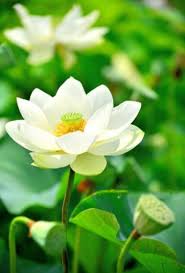 PyeRheba's tweet photo. @PetalsVideo #PetalsVideo https://t.co/IzGwzNpvi1