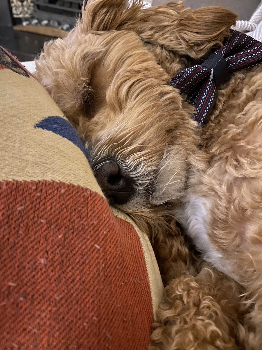 SidtheSod2's tweet photo. Snoozing https://t.co/QXbjzkKG9z