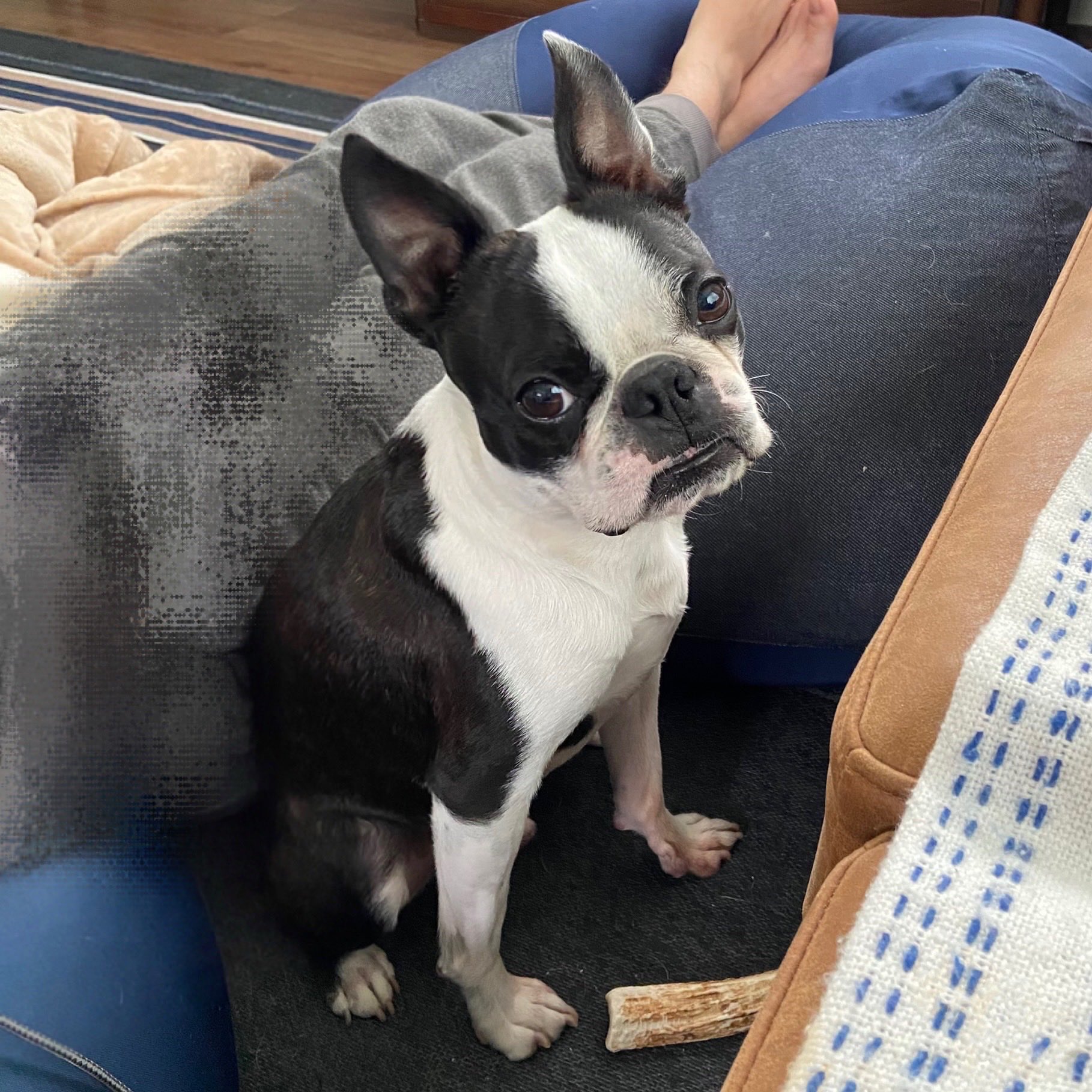 Iggy イギー ボストンテリア Iggy The Dog Twitter