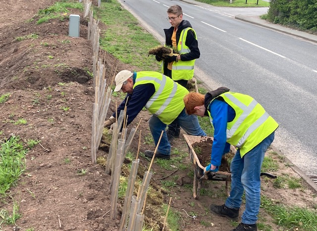 Yesterday's green team and DofEs were busy at Tamworth Road; planting hedging whips, covering the bund with turf...