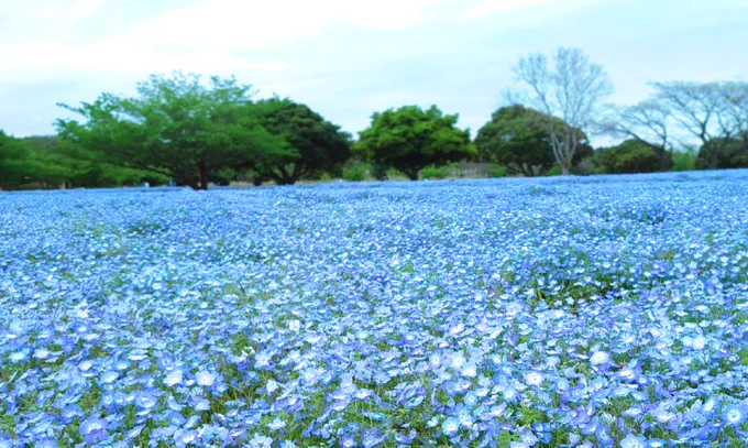 🔷ネiモiフiィiラ🔷 