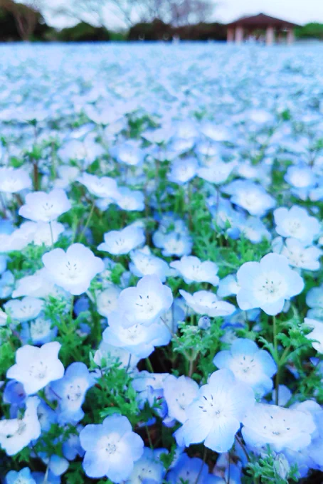 🔷ネiモiフiィiラ🔷 