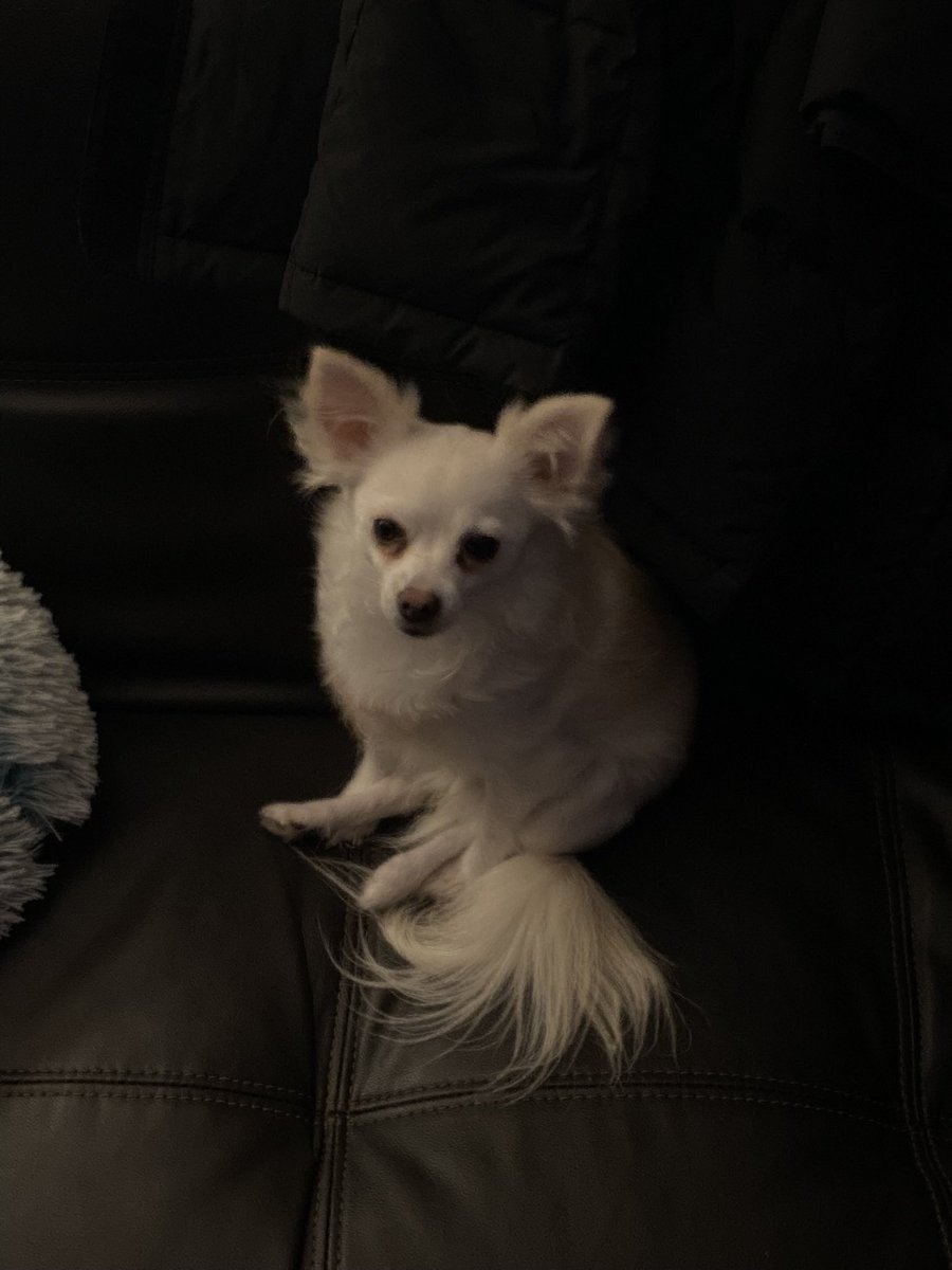 Ashleyh667's tweet photo. dog (dog) https://t.co/mUolpf8jWF
