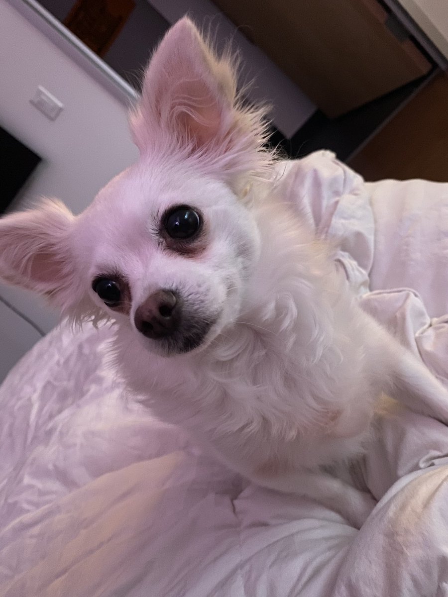Ashleyh667's tweet photo. dog (dog) https://t.co/mUolpf8jWF
