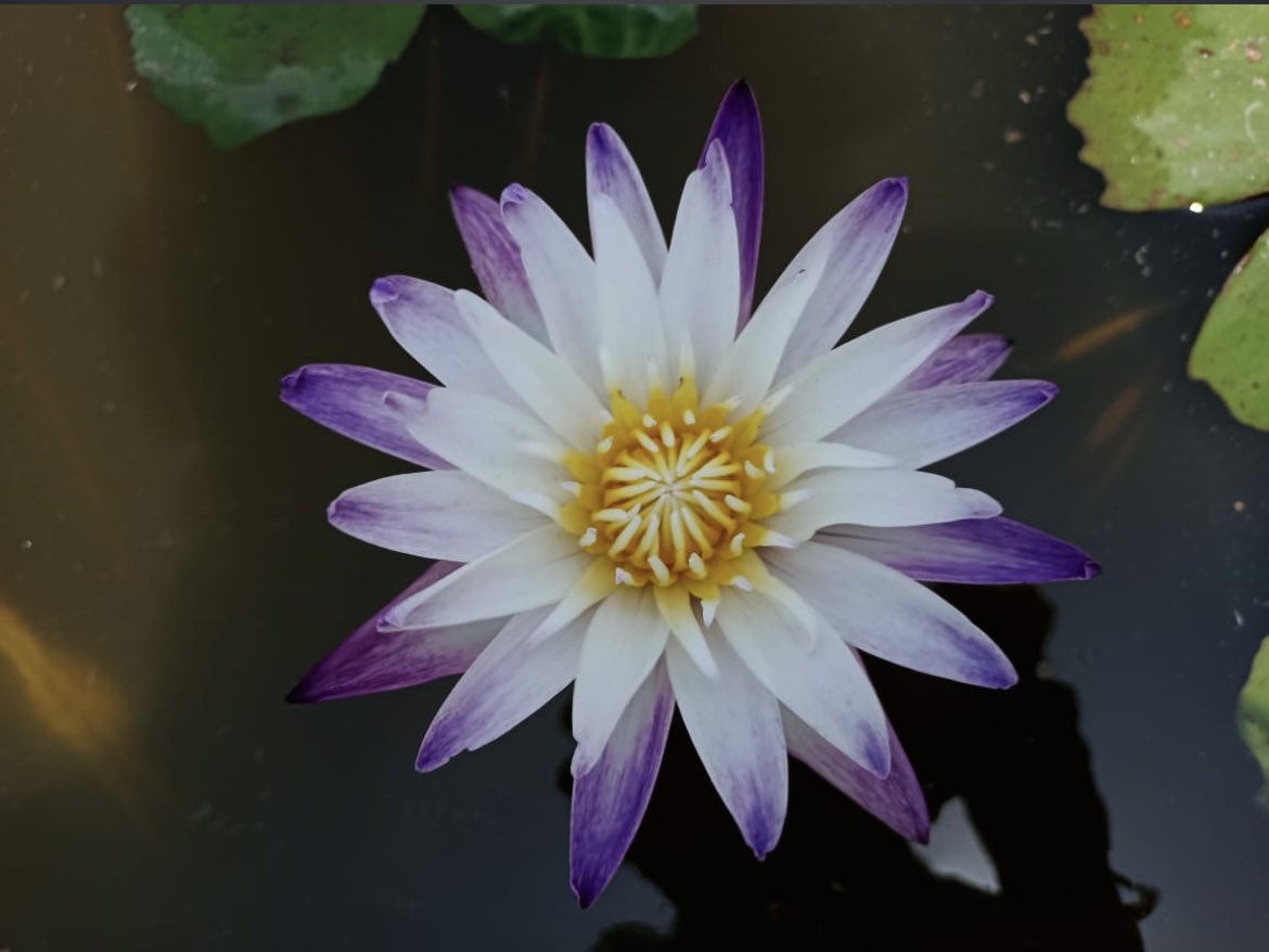 pankaj_ifs's tweet photo. Lotus Garden developed @Mhsrul Nashik by ‘Aapla Paryawaran’ NGO with support from Forest Department. 
More than 120 species of Lotus and Waterlilies with all fund raised through public. 
@CMOMaharashtra @AjitPawarSpeaks @MahaForest @moefcc @InfoNashik @WeAreNashik https://t.co/7Cqr1mnAdr