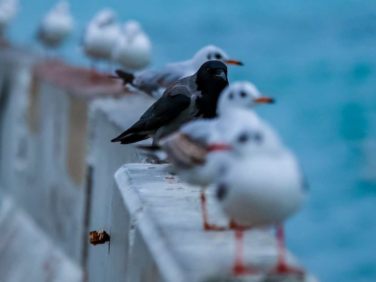 Seagulls 🤍

#NFTCommmunity #OpenSeaNFT #OpenSeaCollection #nftcollector #nftcollectors #foundationCommunity #FoundationNFT #NFTCollection