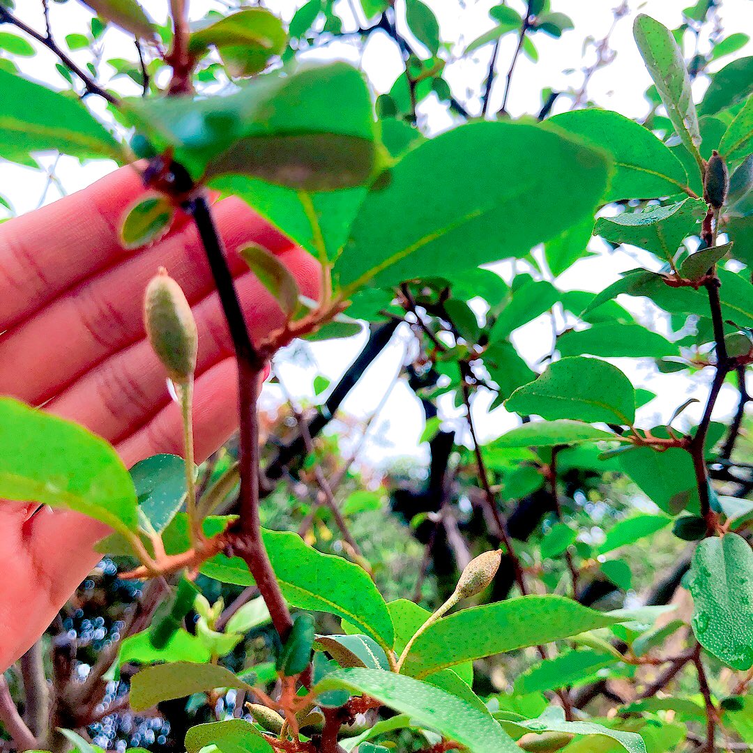 Angie 梅雨っぽかったここ数日 ぐみの木を見に行くと ぐみの赤ちゃん キクラゲの菌も残っていたみたいで 今年も庭のキクラゲを頂く 庭のある暮らし ぐみの木 キクラゲ T Co Xdaazo7oi7 Twitter