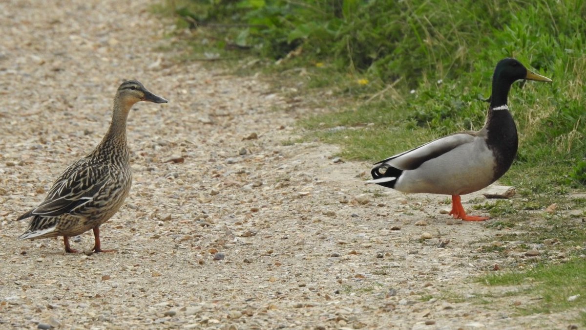 Breeding season is well underway for Mallards but many are still looking for just the right spot to snuggle down. In spring you'll often see them walking around new areas 🦆