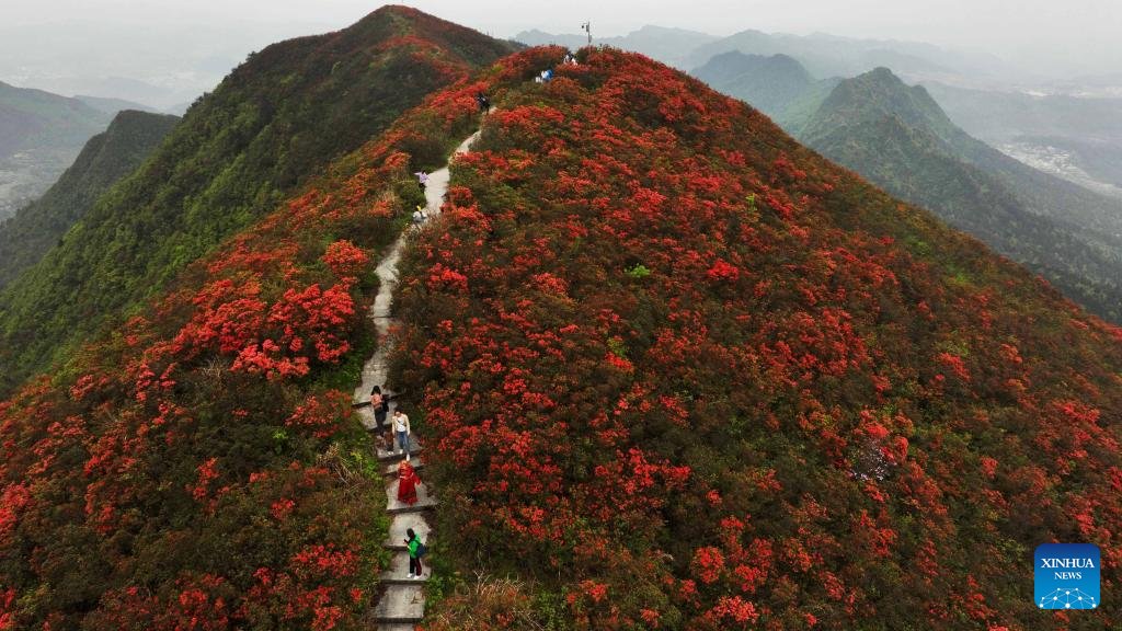 The sight of azalea flowers stretched across the mountain offers a spectacular view and is a gratifying reward for tourists who come here to enjoy the flowers while hiking at Longquan Mountain in Danzhai County, southwest China's Guizhou Province.