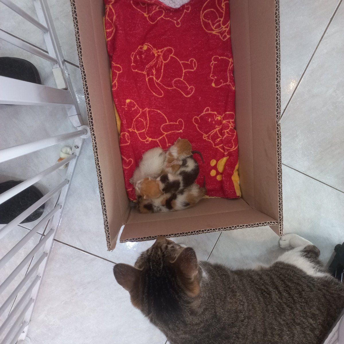 내 친구 일하는 반려견 미용실 앞에 누가 새끼고양이 버려두고 갔다고 하는데... 어떡해 ㅠㅠㅠㅠ 애들 5마리 태어난지 일주일 되어보이고 수유 필요한데

서울 ❗️역촌역 ❗️인근 사시는 분!!! 중에 수유 경험 있는 보호자님이나 수유묘 있는 집 있을까요 ㅠㅠㅠㅠ