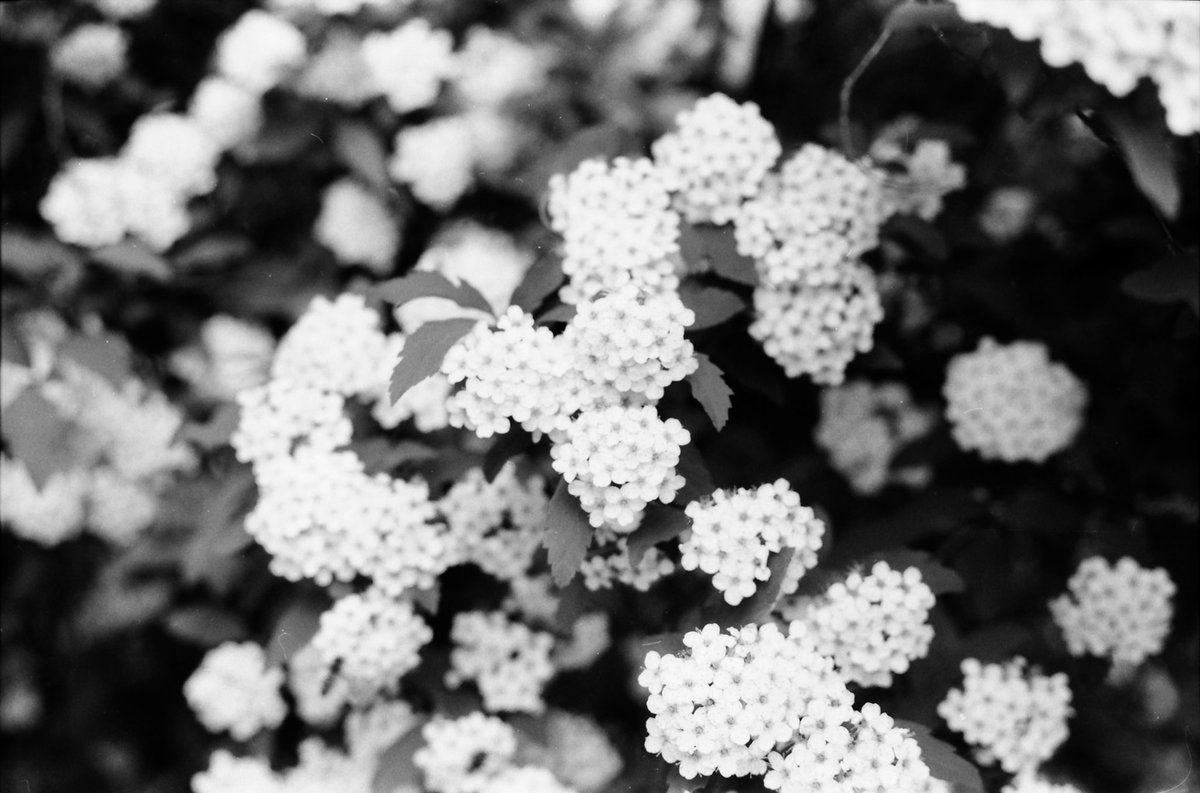 junk_came's tweet photo. 捨てずに現像してよかった😅
アルコ最後の35mmカメラ
ARCO35 Automat ARCO 50mmF2.4
若干距離計のずれはあるものの
やはり良く写る。高精細で美しい。
このレンズはミランダに引き継がれたようですね。😂🐢
#Arco35 #自家現像 https://t.co/OmpMk2mZVI