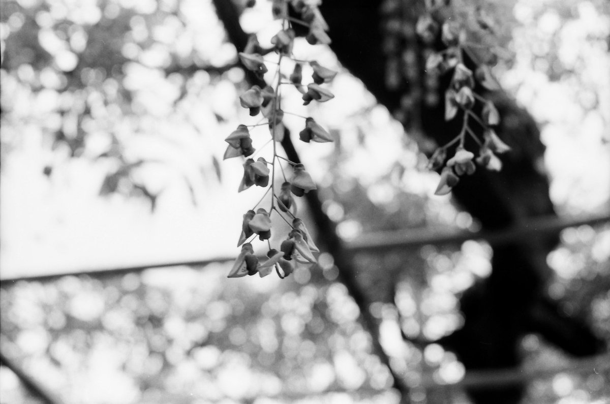junk_came's tweet photo. 捨てずに現像してよかった😅
アルコ最後の35mmカメラ
ARCO35 Automat ARCO 50mmF2.4
若干距離計のずれはあるものの
やはり良く写る。高精細で美しい。
このレンズはミランダに引き継がれたようですね。😂🐢
#Arco35 #自家現像 https://t.co/OmpMk2mZVI