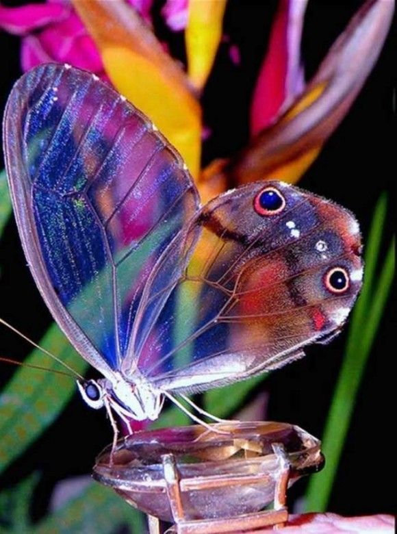 Mariposas y Bonsáis tweet media