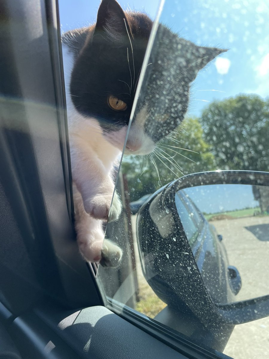 <a href="/thecatreviewer/">The Cat Reviewer</a> Met this cute chap while training <a href="/hub_punch/">The Punch Hub</a> this morning. Very vocal and demanding to get into the car and have pets. 11/10 - extra point for the cat prints on the bonnet 🐾