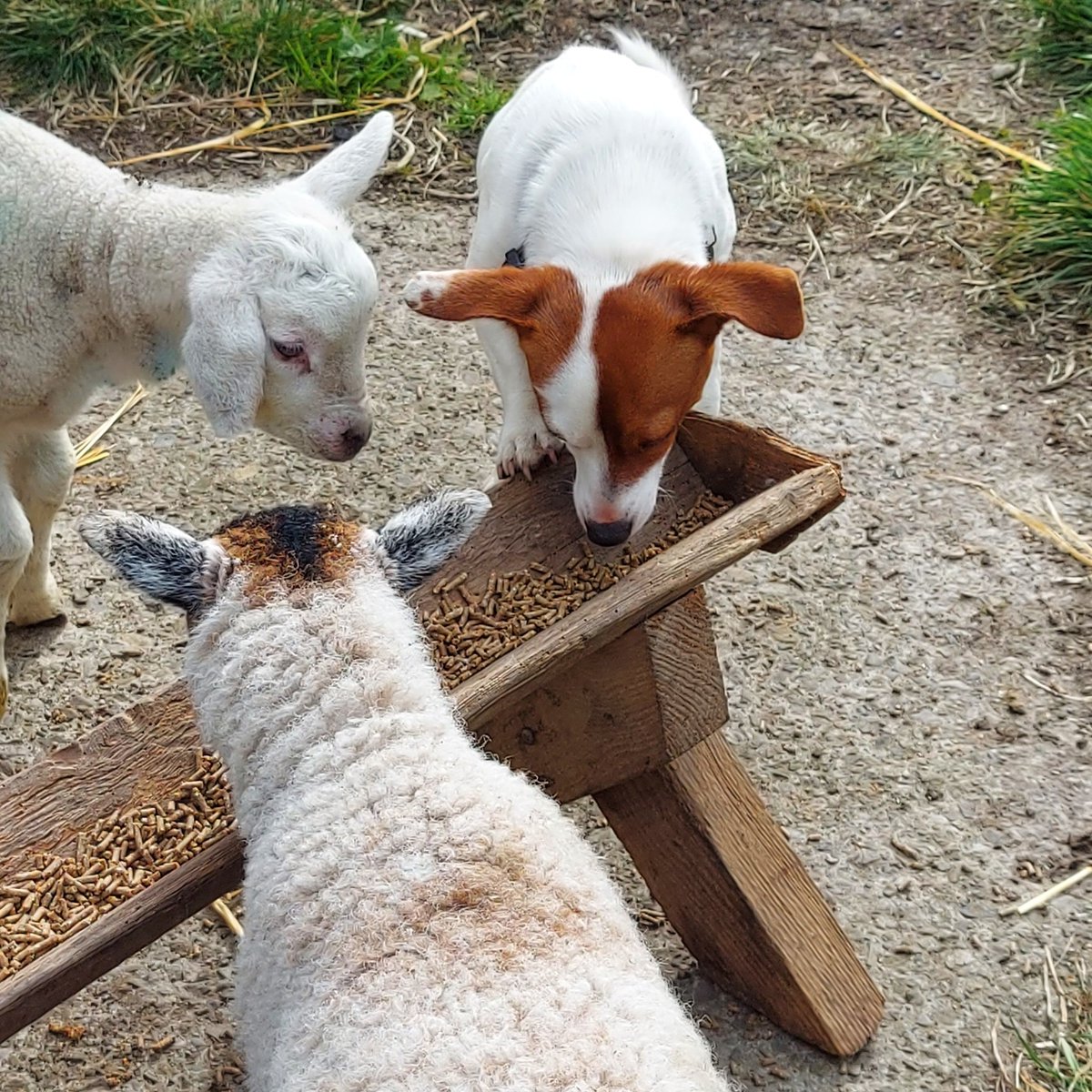 Sheep in wolf's clothing